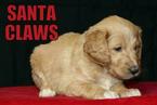 Small Photo #5 Goldendoodle Puppy For Sale in GUTHRIE, NC, USA