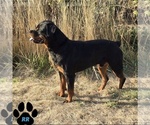 Small Photo #1 Rottweiler Puppy For Sale in TANGENT, OR, USA