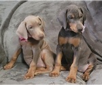 Small Photo #27 Doberman Pinscher Puppy For Sale in POMEROY, OH, USA