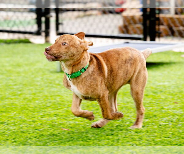 Medium Photo #13 Mutt Puppy For Sale in Ellijay, GA, USA