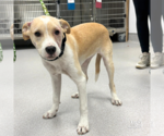 Small #1 Retriever  Mix