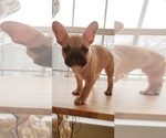 Small Photo #7 French Bulldog Puppy For Sale in MANHATTAN, NY, USA