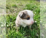 Small Photo #4 Miniature Australian Shepherd Puppy For Sale in IBERIA, MO, USA