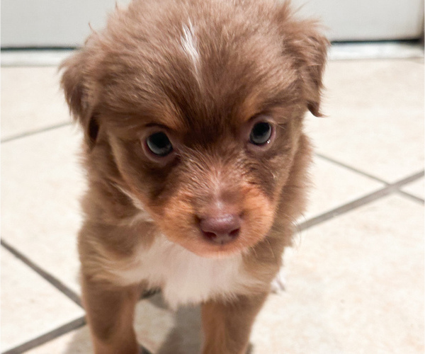 Medium Photo #2 Miniature Australian Shepherd Puppy For Sale in BROOKER, FL, USA