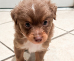 Small #1 Miniature Australian Shepherd