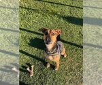 Small #1 Labrador Retriever Mix