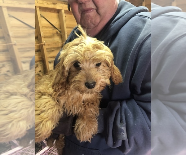 Medium Photo #2 Cavapoo Puppy For Sale in SAINT LOUIS, MI, USA