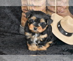 Small Photo #1 Yorkshire Terrier Puppy For Sale in ELDORADO, OH, USA