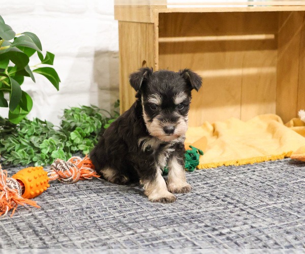 Medium Photo #5 Schnauzer (Miniature) Puppy For Sale in SYRACUSE, IN, USA
