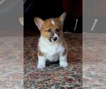 Small Photo #18 Pembroke Welsh Corgi Puppy For Sale in FAIR GROVE, MO, USA