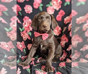 Labrador Retriever Puppy for sale in KIRKWOOD, PA, USA