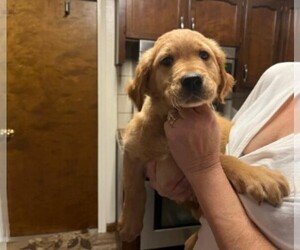 Golden Retriever Puppy for sale in LEMOORE, CA, USA