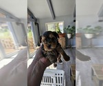 Small Photo #14 Yorkshire Terrier Puppy For Sale in LINCOLN CITY, OR, USA