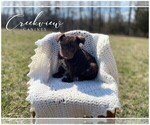Small Photo #7 Schnauzer (Miniature) Puppy For Sale in NIANGUA, MO, USA