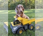 Finn - Male Dachshund Puppy for Sale - Photo #2