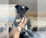 Puppy Little Wing Australian Cattle Dog