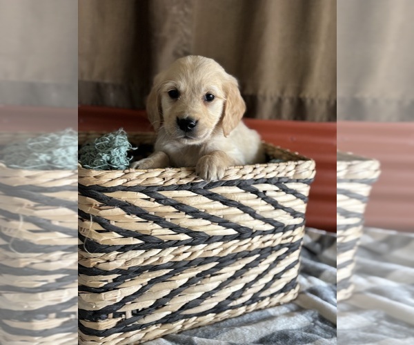 Medium Photo #3 Golden Retriever Puppy For Sale in CERES, CA, USA