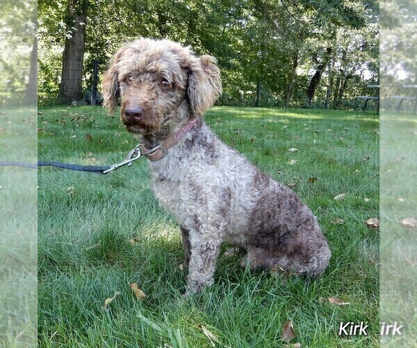 Full screen Photo #1 Miniature Labradoodle Puppy For Sale in FREDERICKSBURG, OH, USA