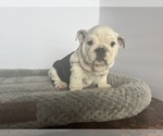 Small #11 Bulldog