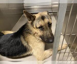 German Shepherd Dog Dogs for adoption in Modesto, CA, USA