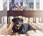 Small Photo #16 Rottweiler Puppy For Sale in MABLETON, GA, USA