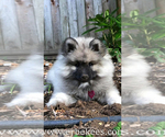 Small Photo #17 Keeshond Puppy For Sale in FAYETTEVILLE, TN, USA