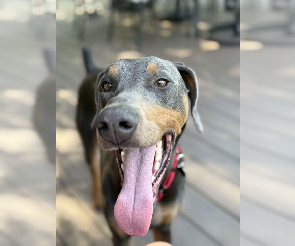 Medium Photo #2 Doberman Pinscher Puppy For Sale in Aurora, OH, USA