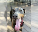 Small #1 Doberman Pinscher