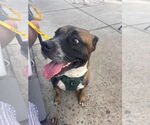 Small #47 Boxer Mix