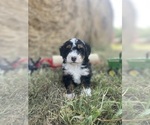 Puppy Puppy 2 Bernedoodle (Miniature)