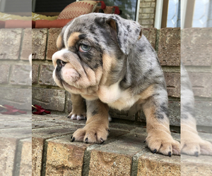 Bulldog Puppy for sale in BETHLEHEM, GA, USA