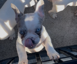 Small #3 French Bulldog