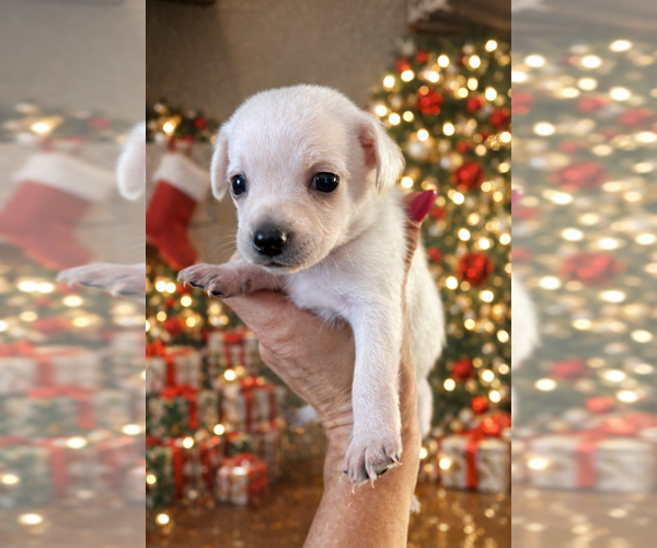 Medium Photo #1 Shih Tzu-Unknown Mix Puppy For Sale in San Diego , CA, USA