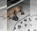 Small Photo #6 Belgian Malinois Puppy For Sale in SQUAW VALLEY, CA, USA