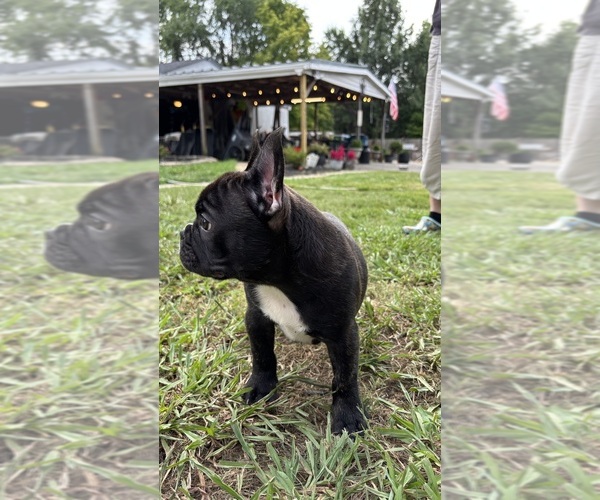 Medium Photo #2 French Bulldog Puppy For Sale in HARRISBURG, NC, USA