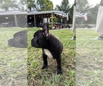 Small #1 French Bulldog