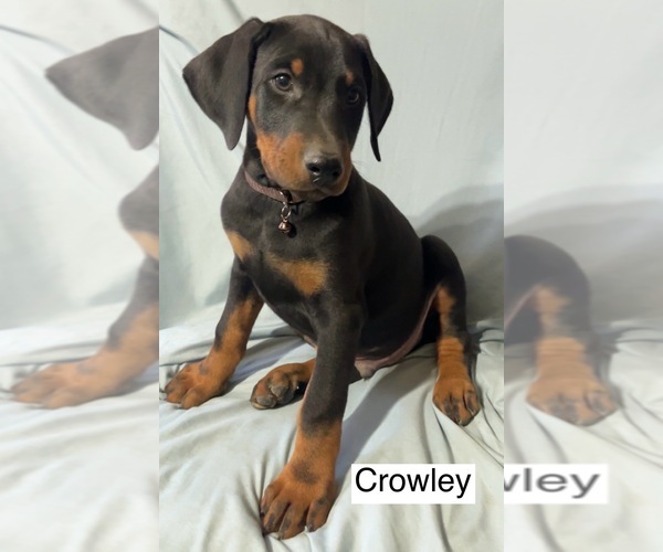 Medium Photo #2 Doberman Pinscher Puppy For Sale in POMEROY, OH, USA