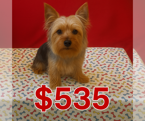 Yorkshire Terrier Puppy for sale in PATERSON, NJ, USA