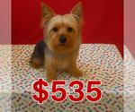 Image preview for Ad Listing. Nickname: Barney