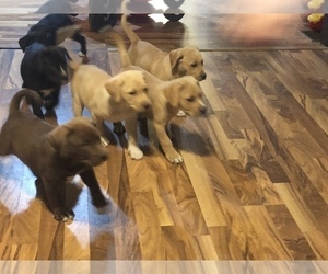 American Bulldog-Labrador Retriever Mix Puppy for sale in WAUSEON, OH, USA