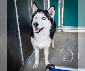 Siberian Husky Dogs for adoption in Brewster, NY, USA