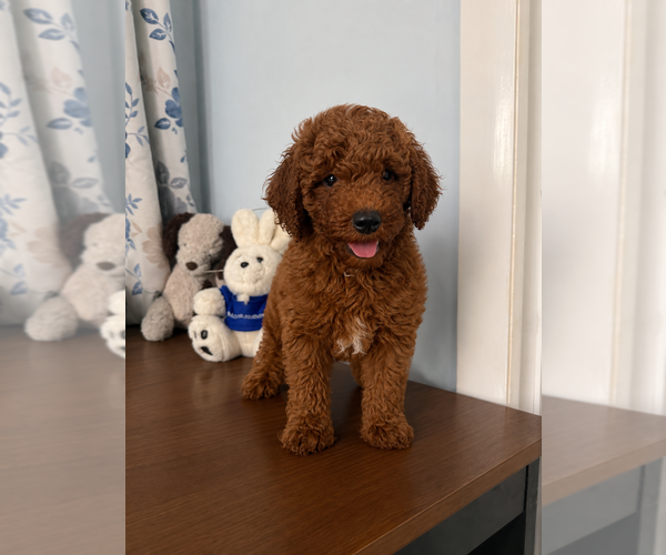 Medium Photo #4 Poodle (Miniature) Puppy For Sale in DURHAM, CT, USA