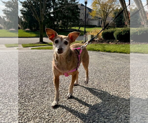 Medium Photo #1 Chihuahua-Unknown Mix Puppy For Sale in Germantown, OH, USA