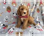 Small #5 Cavapoo (Miniature)