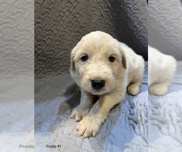 Medium Photo #15 Anatolian Pyrenees Puppy For Sale in CULDESAC, ID, USA