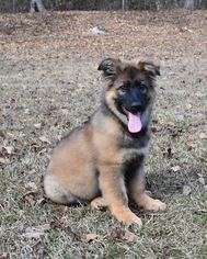 German Shepherd Dog Puppy for sale in AIKEN, SC, USA