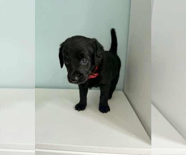 Medium Photo #3 Aussiedoodle-Labradoodle Mix Puppy For Sale in BRYANTOWN, MD, USA