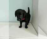 Small #2 Aussiedoodle-Labradoodle Mix