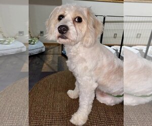 Cavachon Dogs for adoption in Sioux Falls, SD, USA