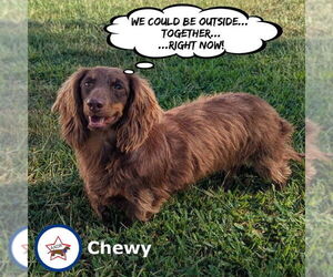 Dachshund Dogs for adoption in Shelbyville, TN, USA